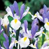 Iris holandica Silver Beauty