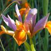 Iris holandica Bronze Queen