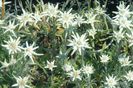 Leontopodium alpinum - floarea de colt   ₪