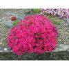 Phlox douglasii Admiral red