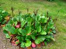 Bergenia cordifolia 1