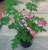 Dicentra spectabilis 2