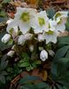 Helleborus niger