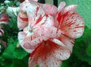 raspberry ripple