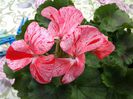 muscata raspberry ripple