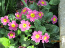 Primula