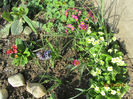 Primula