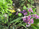 Primula
