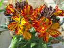 Erysimum chieri