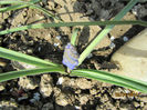 Muscari