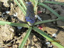 Muscari