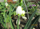 Leucojum