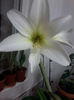 jewel 3