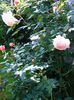 A SHROPSHIRE LAD