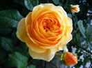 CROWN PRINCESS MARGARETTA