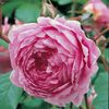 English rose Alan Titchmarsh