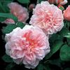 English rose Eglantyne