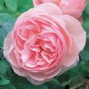 English rose Heritage