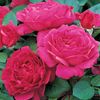 English rose Noble Antony