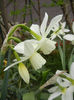 Narcissus Thalia (2014, April 03)