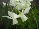 Narcissus Thalia (2014, April 03)