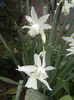 Narcissus Thalia (2014, April 03)