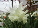 Narcissus Thalia (2014, April 03)