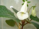 Eumorpha
