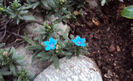 lithodora diffusa