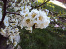chaenomeles