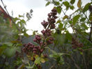 Syringa vulgaris_Lilac (2014, April 01)
