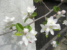 Apple Blossom_Flori mar (2014, April 03)