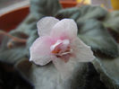 Pink African Violet (2014, April 03)