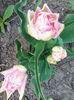 IMG_20140402_175328