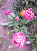 IMG_20140404_091715
