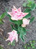 IMG_20140404_091726