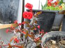 euphorbia inflorita