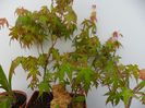 pre-bonsai de acer infrunziti