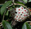 hoya carnosa