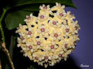 hoya coriacea