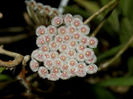 hoya parviflora