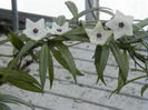 hoya pauciflora