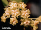 hoya samoensis