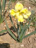 2014-03-31cassata