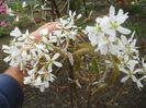 Amelanchier lamarckii