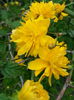 Kerria Japonica....15 lei