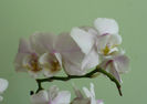 P1500519