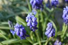muscari albastru