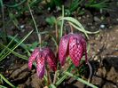 fritillaria meleagris