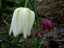 fritillaria meleagris alba